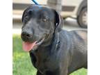 Adopt Dosser a Black Labrador Retriever / Mixed dog in San Diego, CA (38866559)