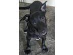 Adopt Salsa a Black Labrador Retriever / Terrier (Unknown Type