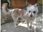 Adopt Miss Montana a Gray/Silver/Salt & Pepper - with White Cairn Terrier /