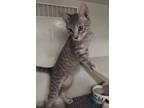 Adopt FLUFFY a Gray, Blue or Silver Tabby Domestic Shorthair (short coat) cat in