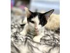 Adopt CINDY a Black & White or Tuxedo Domestic Shorthair / Mixed (short coat)