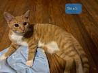 Adopt Noah a Orange or Red Domestic Shorthair / Mixed (short coat) cat in