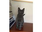 Adopt Blackberry a Gray or Blue Russian Blue / Mixed (short coat) cat in