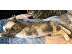 Adopt Farrah a Tortoiseshell Domestic Shorthair / Mixed (short coat) cat in