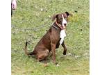 Adopt Hawk a Brown/Chocolate - with White Pit Bull Terrier / Hound (Unknown