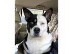 Adopt Jill a Black - with White Husky / Terrier (Unknown Type
