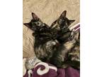 Adopt Midge and Polka Dot a Tortoiseshell Domestic Shorthair / Mixed (short