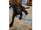 Adopt Midnight a Black Labrador Retriever / Mixed dog in Ypsilanti