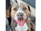 Adopt Tyson - Adopt Me! a American Staffordshire Terrier / Mixed dog in Lake