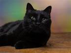 Adopt BODHI a All Black Domestic Mediumhair / Mixed (medium coat) cat in Denver