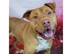 Adopt Chase a Red/Golden/Orange/Chestnut - with White Pit Bull Terrier / Mixed