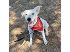 Adopt Denver a White Canaan Dog / Cattle Dog / Mixed dog in Fremont