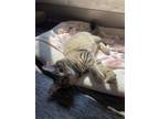 Adopt Princess Peach a Domestic Longhair / Mixed cat in Island Lake