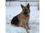 Adopt Marguerite a German Shepherd Dog