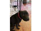 Adopt Ruby a Black Labrador Retriever