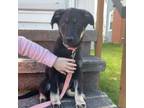 Adopt Estella a German Shepherd Dog, Labrador Retriever