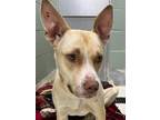 Adopt Douglas a Tan/Yellow/Fawn - with White Pit Bull Terrier / Mixed dog in