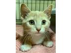 Adopt Elvis a Orange or Red (Mostly) Domestic Shorthair / Mixed (short coat) cat