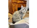 Adopt Mouse a Gray or Blue (Mostly) Domestic Shorthair / Mixed (short coat) cat