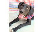 Adopt Dale a Labrador Retriever / Hound (Unknown Type) / Mixed dog in Gautier