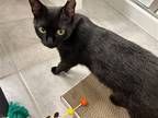 Adopt Darla (blk cat) a All Black Domestic Shorthair / Mixed (short coat) cat in