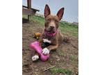 Adopt Morgan a Pharaoh Hound, American Staffordshire Terrier