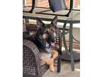 Adopt Genny a German Shepherd Dog