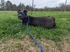 Adopt LadyBug (Transport Available) a Cane Corso