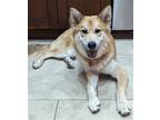 Adopt Heidi a Husky / Mixed dog in Phoenix, AZ (38748467)