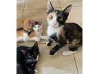 Adopt Cali a Domestic Shorthair / Mixed (short coat) cat in Phoenix