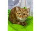 Adopt Harley (adult female-orange marble) a Orange or Red Domestic Shorthair /