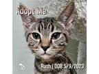Adopt Ruth a Brown Tabby Domestic Shorthair / Mixed (short coat) cat in Hermosa