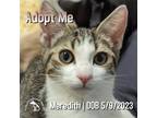 Adopt Meredith a Gray, Blue or Silver Tabby Domestic Shorthair / Mixed (short