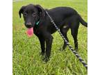 Adopt Cole a Black Mixed Breed (Medium) / Mixed dog in Gainesville