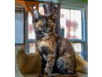 Adopt Sabie a Black (Mostly) Domestic Shorthair (short coat) cat in Evansville