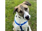 Adopt Buffalo Trace a Mixed Breed