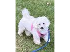 Adopt Lampchop a White Bichon Frise / Mixed dog in Union Grove, WI (38828308)
