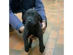 Adopt 0947 a Labrador Retriever