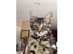 Adopt Lincoln a Brown Tabby Domestic Mediumhair (medium coat) cat in Escondido