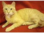 Adopt Cheddar a Orange or Red Domestic Shorthair / Mixed (short coat) cat in