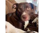 Adopt Riker a Brown/Chocolate Pit Bull Terrier / Labrador Retriever / Mixed dog