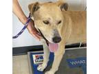 Adopt Dumas - (Medical) a Tan/Yellow/Fawn Labrador Retriever / Mixed dog in San