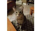 Adopt Watson a Domestic Shorthair / Mixed cat in Atascocita, TX (38774214)
