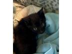 Adopt Ozzy a All Black Domestic Shorthair / Mixed cat in Atascocita
