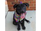 Adopt Camo a Black Labrador Retriever / Terrier (Unknown Type