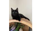 Adopt Preston a All Black Domestic Mediumhair / Mixed (long coat) cat in