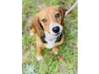 Adopt Kenny a Beagle / Mixed dog in Walton County, GA (38715251)