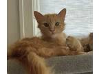 Adopt Messi a Orange or Red Domestic Longhair / Mixed cat in Palatine