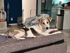 Adopt Lucy a Gray/Silver/Salt & Pepper - with White Beagle / Hound (Unknown