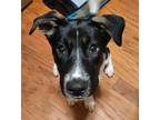 Adopt Charlie a Black - with White Beagle / Hound (Unknown Type) dog in Raleigh